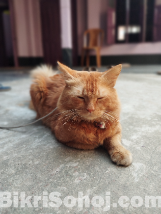 Persian Female Cat for Sale – Rangpur.